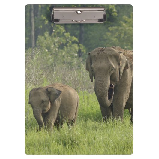 Indische Olifantenfamilie Klembord (Voorkant)