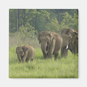 Indische Olifantenfamilie Magneet