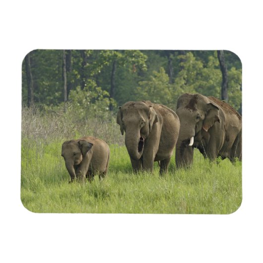 Indische Olifantenfamilie Magneet (Horizontaal)