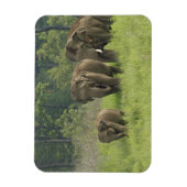 Indische Olifantenfamilie Magneet (Verticaal)