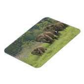 Indische Olifantenfamilie Magneet (Linkerzijde)