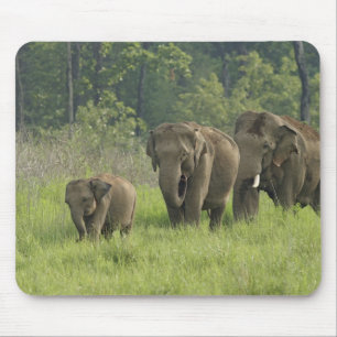 Indische Olifantenfamilie Muismat