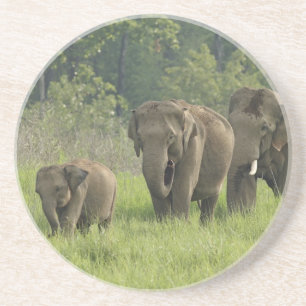 Indische Olifantenfamilie Zandsteen Onderzetter