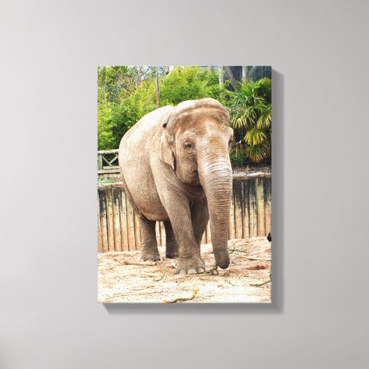 Indische olifantenplant canvas afdruk (Voorkant)