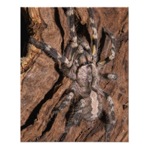 Indische ornamental Tarantula Bark Foto Afdruk