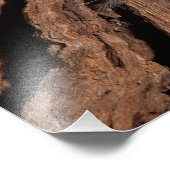 Indische ornamental Tarantula Bark Foto Afdruk (Hoek)