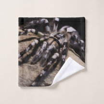 Indische ornamentarige tarantula