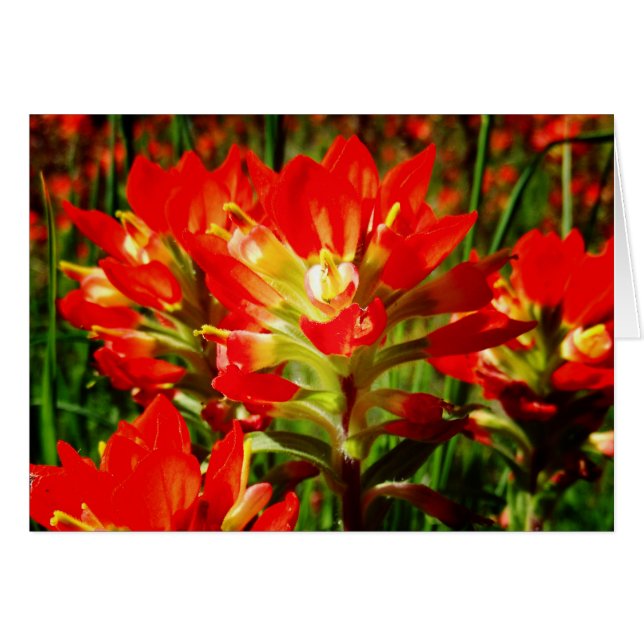 Indische Paintborstel Red Texas Wildflower Blank (Voorkant Horizontaal)