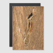 Indische palmvierkant op een boomstam (Voorkant / Achterkant)