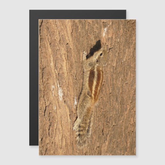 Indische palmvierkant op een boomstam (Voorkant / Achterkant)