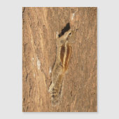 Indische palmvierkant op een boomstam (Voorkant)