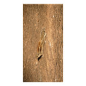 Indische palmvierkant op een boomstam foto afdruk (Voorkant)