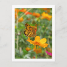 Indische parelmoervlinder & cosmos bloemen