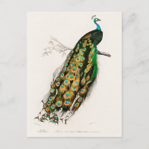 Indische pauw (Pavo Cristatus) Briefkaart