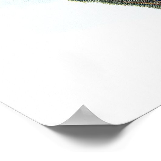 Indische pauw poster (Hoek)