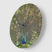 Indische pauwdop met plumage  grote klok (Hoek)