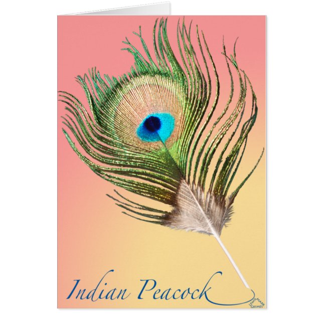 Indische Peacock Tail (Voorkant)