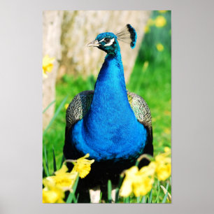 Indische Peafowl onder narcisse-bloemen Poster