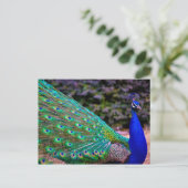 Indische peafowl (Pavo cristatus) Briefkaart (Staand voorkant)