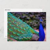 Indische peafowl (Pavo cristatus) Briefkaart (Voorkant / Achterkant)