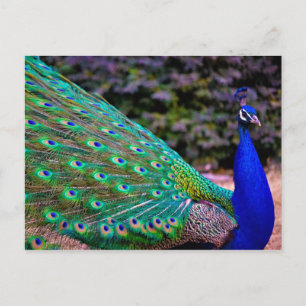 Indische peafowl (Pavo cristatus) Briefkaart