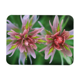 Indische penseel, Banff NP, Alberta, Canada Magneet