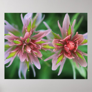 Indische penseel, Banff NP, Alberta, Canada Poster