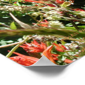 Indische penseel bij Sierra Buttes, Californië Poster (Hoek)