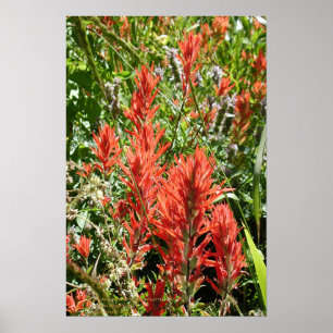 Indische penseel bij Sierra Buttes, Californië Poster