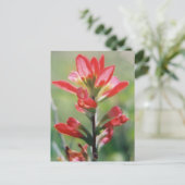 Indische penseel briefkaart (Staand voorkant)