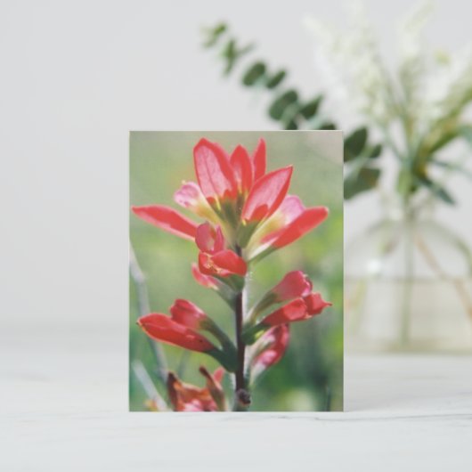 Indische penseel briefkaart (Staand voorkant)