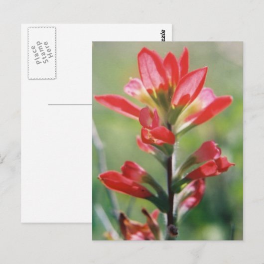 Indische penseel briefkaart (Voorkant / Achterkant)