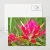 Indische penseel briefkaart (Voorkant / Achterkant)