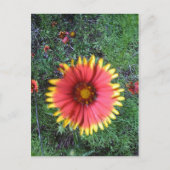 Indische penseel briefkaart (Voorkant)