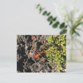 Indische penseel briefkaart (Staand voorkant)