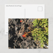 Indische penseel briefkaart (Voorkant / Achterkant)