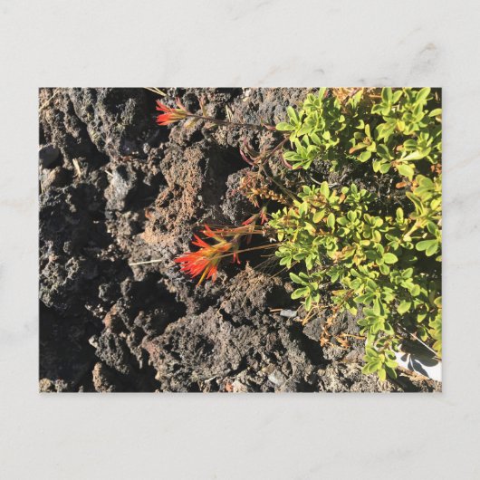 Indische penseel briefkaart (Voorkant)