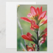 Indische penseel briefpapier (Voorkant / Achterkant)