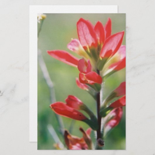 Indische penseel briefpapier (Voorkant / Achterkant)