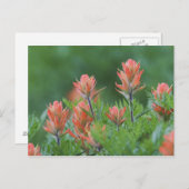 Indische penseel, Castilleja miniata, Ouray Briefkaart (Voorkant / Achterkant)