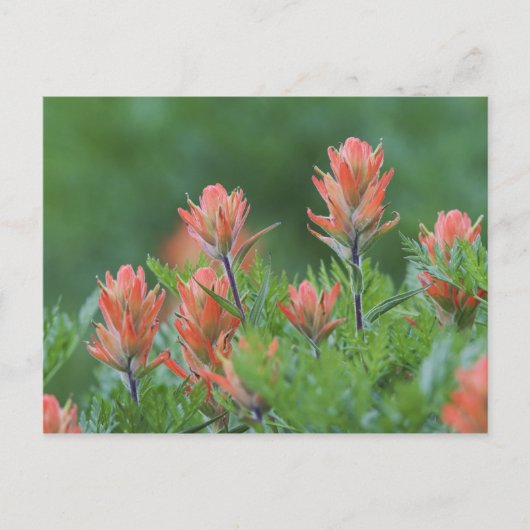 Indische penseel, Castilleja miniata, Ouray Briefkaart (Voorkant)