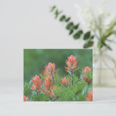 Indische penseel, Castilleja miniata, Ouray Briefkaart (Staand voorkant)