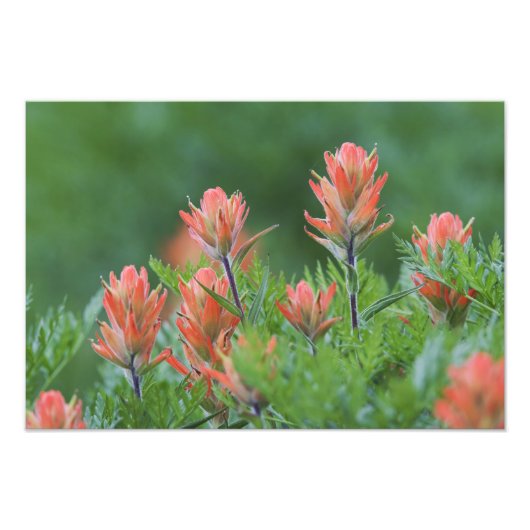 Indische penseel, Castilleja miniata, Ouray Foto Afdruk (Voorkant)