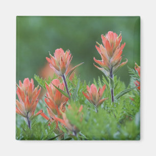 Indische penseel, Castilleja miniata, Ouray Magneet