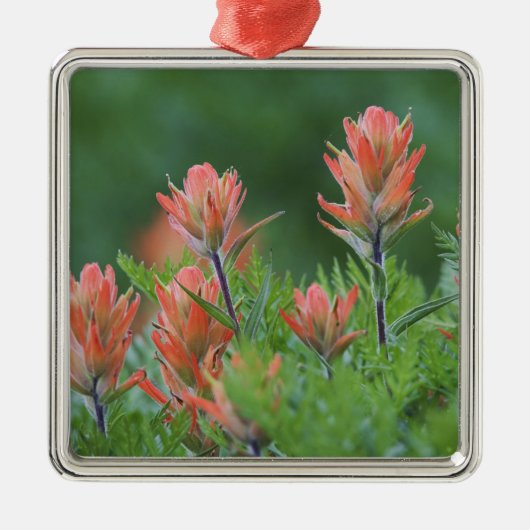 Indische penseel, Castilleja miniata, Ouray Metalen Ornament (Voorkant)