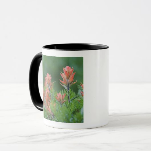 Indische penseel, Castilleja miniata, Ouray Mok (Voorkant links)