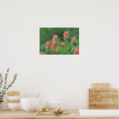 Indische penseel, Castilleja miniata, Ouray Poster (Keuken)