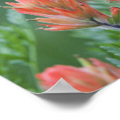 Indische penseel, Castilleja miniata, Ouray Poster (Hoek)