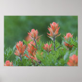 Indische penseel, Castilleja miniata, Ouray Poster (Voorkant)