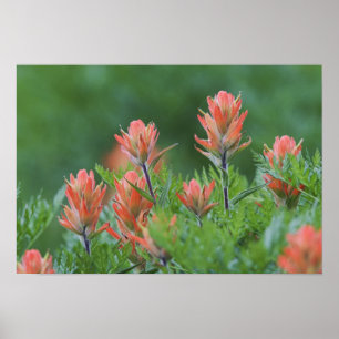 Indische penseel, Castilleja miniata, Ouray Poster